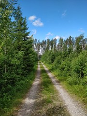 Fototapeta na wymiar road in the forest, midsummer in Finland