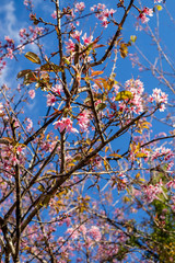 Flowers in spring