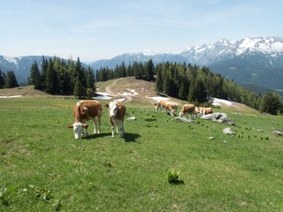 Fototapeta na wymiar cows on an alpine meadow