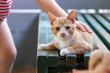 young child petting an orange tabby kitten
