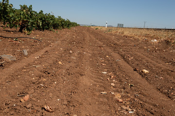 grape vine plants and plantation wine