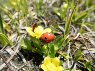 detail ofa small red ladybug