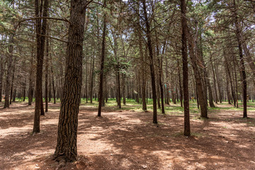 View of a forest with straight and regular trees
