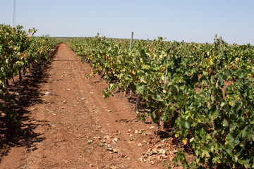 Fototapeta na wymiar grape vine plants and plantation wine