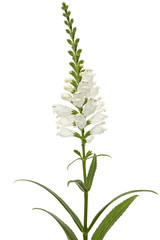 Fototapeta na wymiar White flowers of physostegia, Physostegia virginiana, isolated on white background