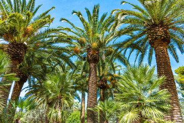 Fototapeta na wymiar Italy, Bari, view of beautiful palm trees in a public park