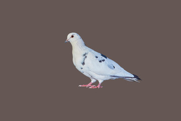 Pigeon close-up on an isolated background