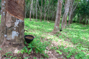 Fototapeta premium Bowls for latex collection on rubber trees on a rubber farm in Thailand. Rubber harvest.