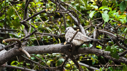 Pajaro silvestre sobre ramas de un arbol