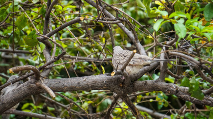 Fototapeta na wymiar Pajaro silvestre sobre ramas de un arbol