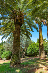 Obraz premium Italy, Bari, view of beautiful palm trees in a public park