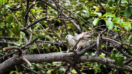 Pajaro silvestre sobre ramas de un arbol