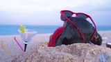 back view on  dog of dachshund, black and tan, buried in the sand at the beach sea on summer vacation holidays, wearing red sunglasses