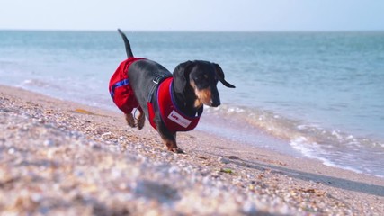 dog Dachshund breed, black and tan, in a red blue suit of a lifeguard, running in slow motion a sandy beach against the sea
