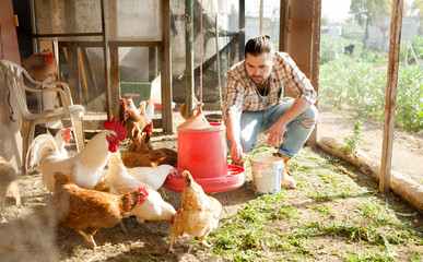 Farmer feeding chikens in a hen house