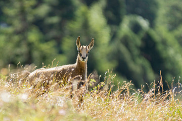Chamois.