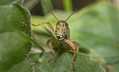 Fototapeta premium Grasshopper