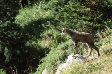 Chamois.