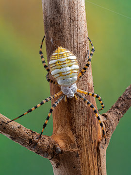 banded garden spider, Argiope trifasciata, on a tree branch. Dorsal view. This large species is found around the world including Europe and north America