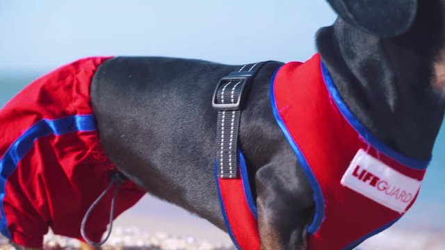 portrait  dog Dachshund breed, black and tan, in a red blue suit of a lifeguard and red sunglasses, a sandy beach against the sea