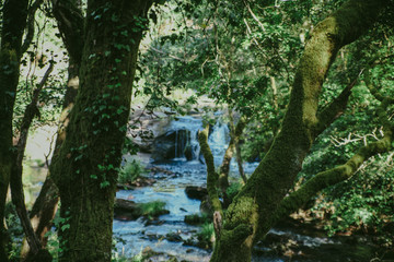 Beautiful waterfall in the forest 