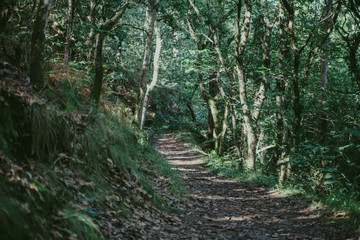 footpath in the woods. Natural 