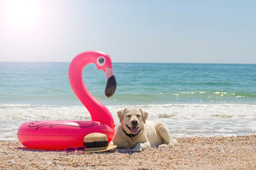  sea ​​labrador resting on the beach with flamingo and straw hat