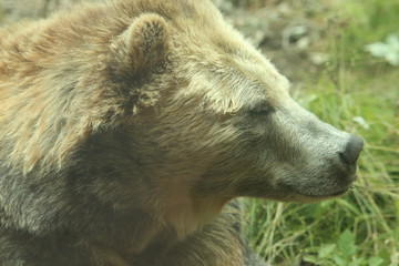 Brown Bear