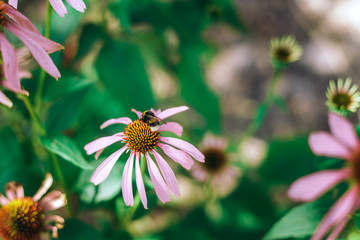 Echinacea purpurea. medicinal. boosts immunity.