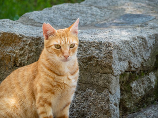 Orange cat