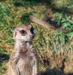 Meerkat looking around