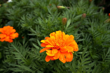 公園の花壇の花