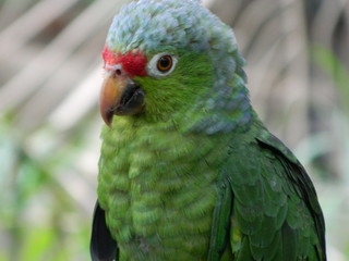Paisajes, animales y mas