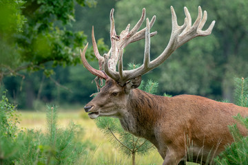 Naklejka na ściany i meble Red deer (Cervus elaphus) after rubbing the antlers on branches, velvet is falling off. On the field of National Park Hoge Veluwe in the Netherlands. Forest in the background.