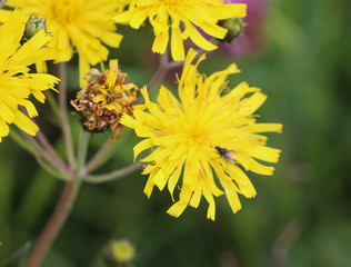 Hieracium canadense, commonly called Canadian hawkweed, narrowleaf hawkweed, or northern hawkweed