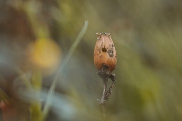 Nature 