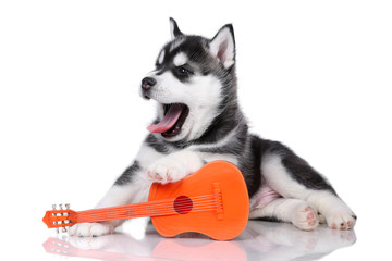 Cute fluffy Siberian Husky puppy with a guitar on a white background, black and white puppy