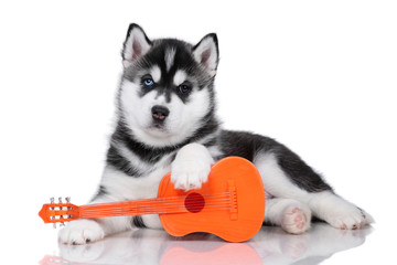 Cute fluffy Siberian Husky puppy with a guitar on a white background, black and white puppy