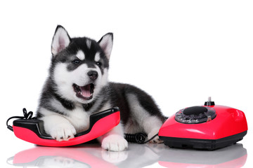 Cute fluffy Siberian Husky puppy with a red phone on a white background, black and white puppy