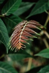 pine cone on a branch