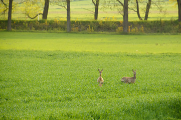 Deer resting in the meadow, they listen to the impending danger.