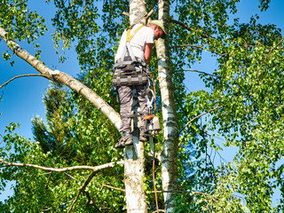 Fototapeta premium Mature male tree trimmer high in birch tree, 30 meters from ground, cutting branches with gas powered chainsaw and attached with headgear for safe job