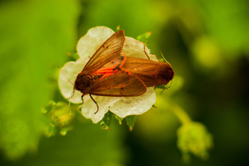 Two butterflies couple on spring blooming flower