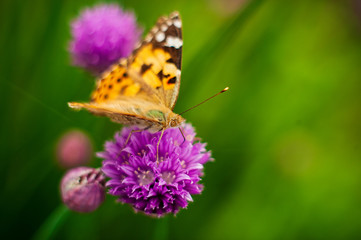 Urticaria butterfly on honey flowers of lettuce onion. Aglais urticae, Nymphalis urticae is diurnal butterfly from the family Nymphalidae,  species of genus Aglais.