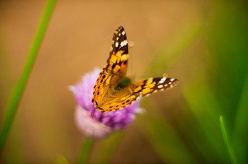 Urticaria butterfly on honey flowers of lettuce onion. Aglais urticae, Nymphalis urticae is diurnal butterfly from the family Nymphalidae,  species of genus Aglais.