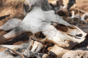 Skulls and bones Of Dead Animals In The Far West .