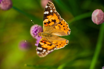 Urticaria butterfly on honey flowers of lettuce onion. Aglais urticae, Nymphalis urticae is diurnal butterfly from the family Nymphalidae,  species of genus Aglais.