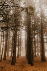 Fototapeta premium Trail through a mysterious dark old forest in fog. Autumn morning in Crimea. Magical atmosphere. Fairytale