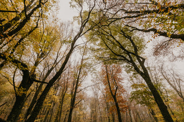Fototapeta premium Trail through a mysterious dark old forest in fog. Autumn morning in Crimea. Magical atmosphere. Fairytale