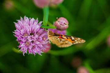 Urticaria butterfly on honey flowers of lettuce onion. Aglais urticae, Nymphalis urticae is diurnal butterfly from the family Nymphalidae,  species of genus Aglais.